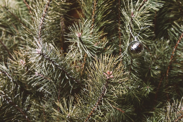 Christmas tree needles Minimalistic decorations