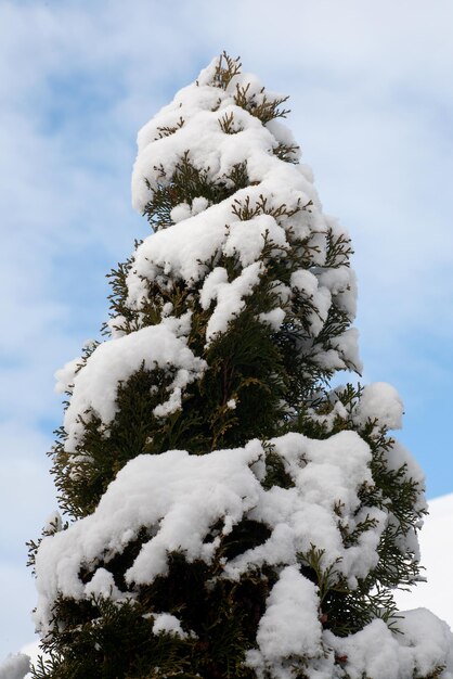 Christmas tree under the snow. Against the background of the blue sky.