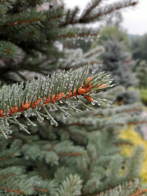 christmas tree twig with dew drops