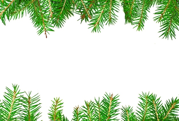 christmas tree on a white background with space for text