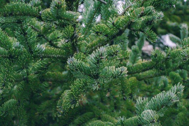 Foto albero di natale