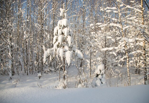 冬の森に囲まれた雪の中でさまざまな高さのクリスマスツリー