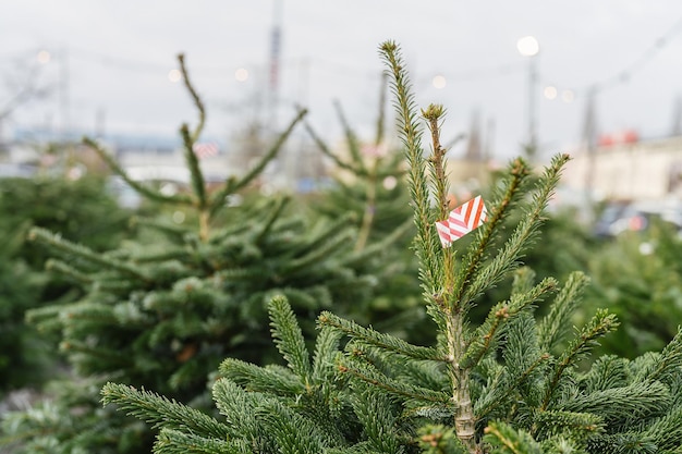 Christmas trees for sale in a Christmas gift market shop