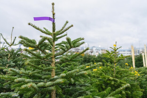 Christmas trees for sale in the farm market for holiday season