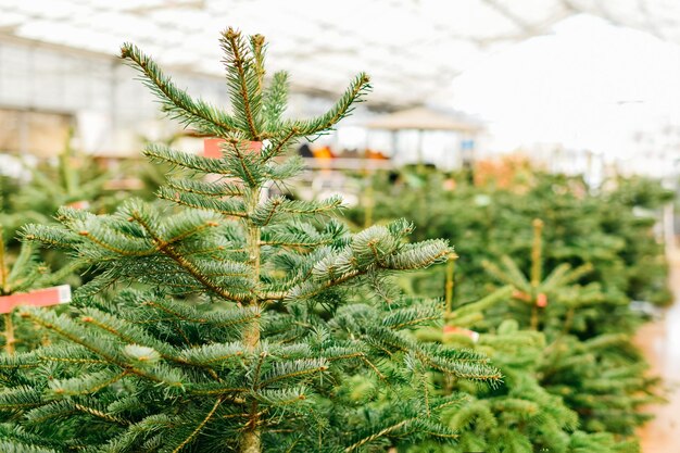 Christmas trees for sale on a shop