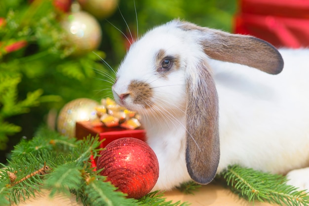 Christmas white bunny in red hat. rabbit in red santa claus\
costume on green background - animals, pets, new year concept.\
clouseup. 2022