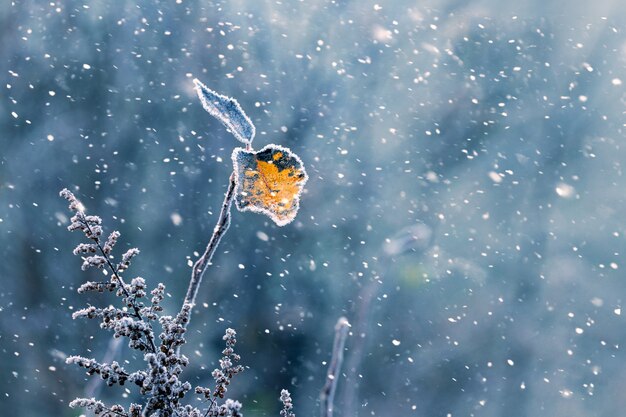 降雪時の木に乾燥した葉とクリスマスの冬の背景