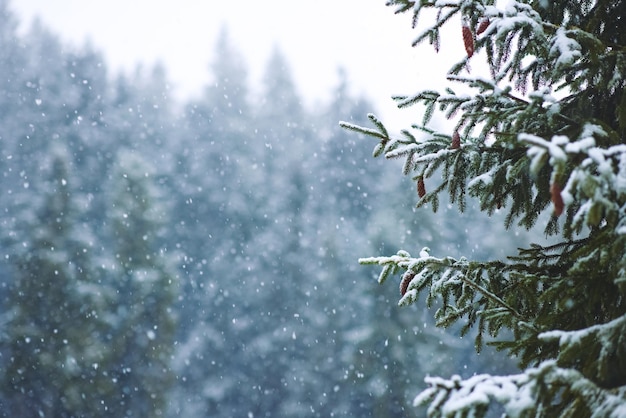 Sfondo invernale di natale con rami di abete e sfondo sfocato della foresta