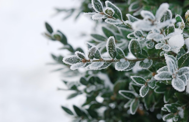 Christmas winter background with frosty boxtree