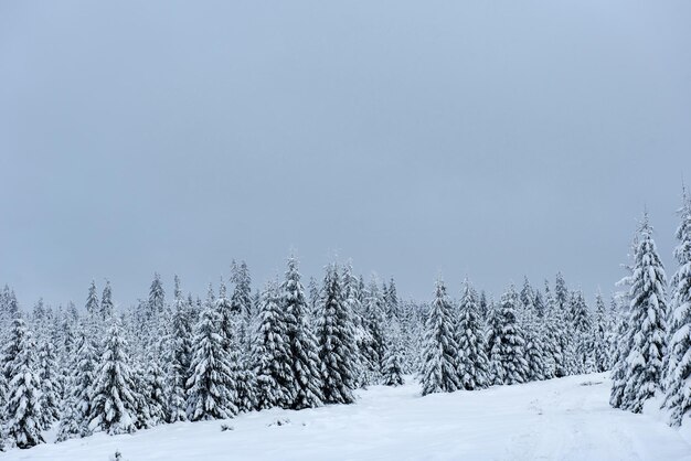 Christmas winter wonderland in the mountains Fir trees covered with snow