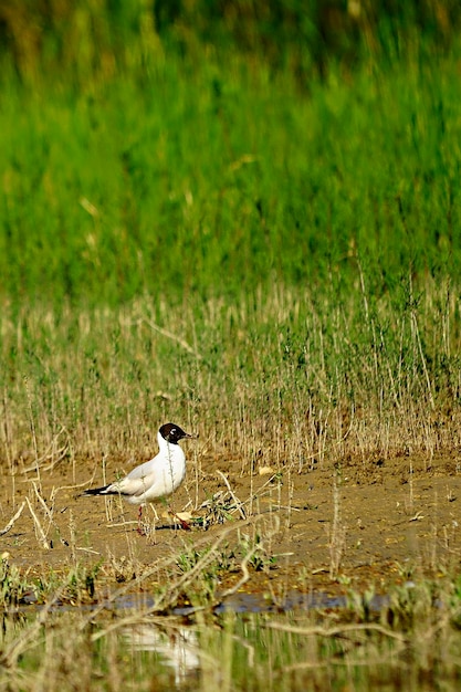 Chroicocephalus ridibundus - de lachmeeuw is een soort caradriform vogel in de laridae