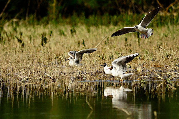 Chroicocephalus ridibundus - De lachmeeuw is een soort caradriform vogel in de Laridae