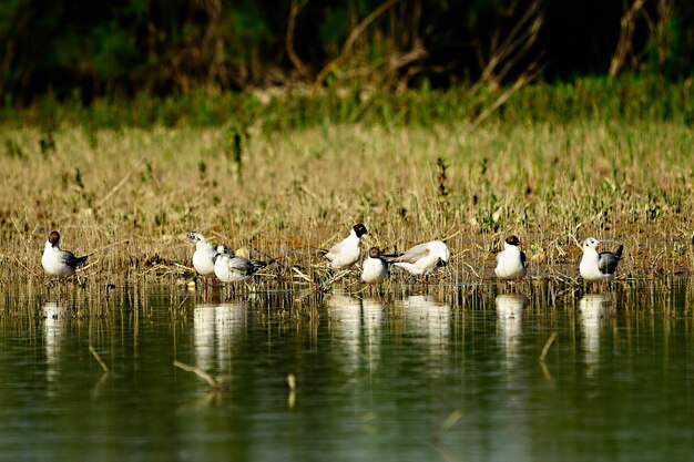 Chroicocephalus ridibundus - Смеющаяся чайка - вид карадиформных птиц семейства Laridae.