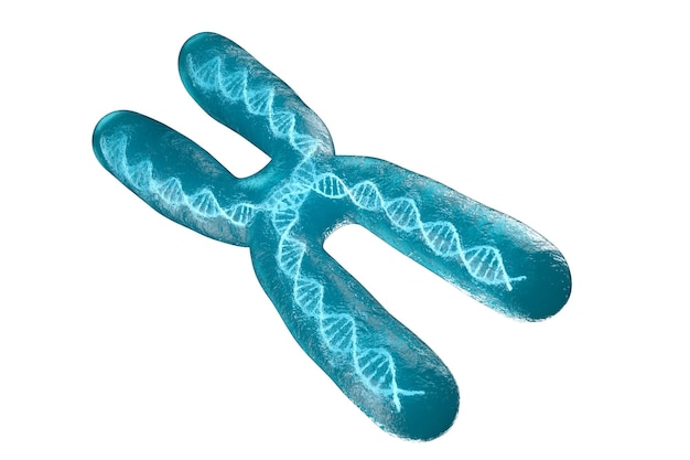 Chromosome with white background 3d rendering