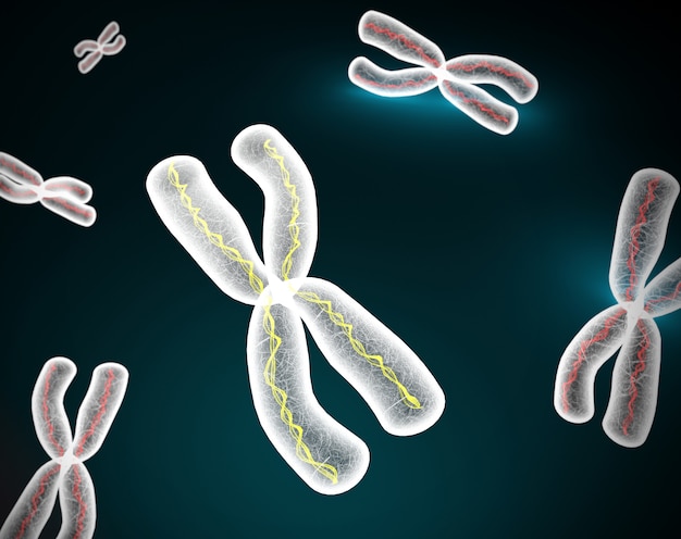 Chromosomen x