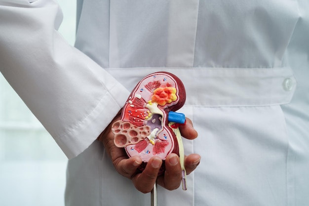 Photo chronic kidney disease doctor holding model for treatment urinary system urology estimated