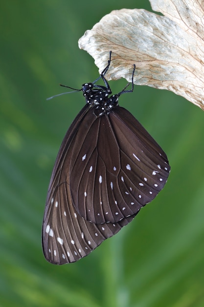 Farfalla di chrysalis che appende su una foglia