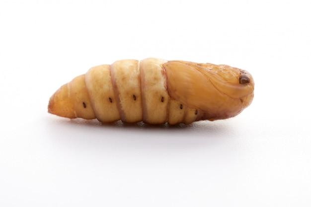 Chrysalis silkworm isolated