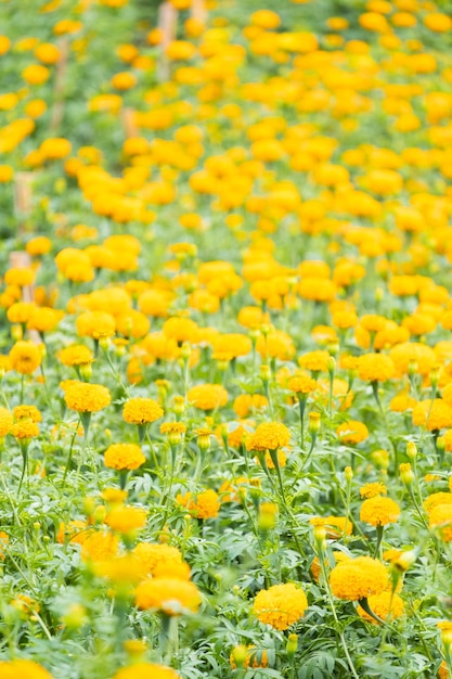 Chrysant bloeien in de tuin.