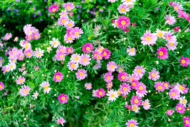 Chrysant met onscherpe groene achtergrond