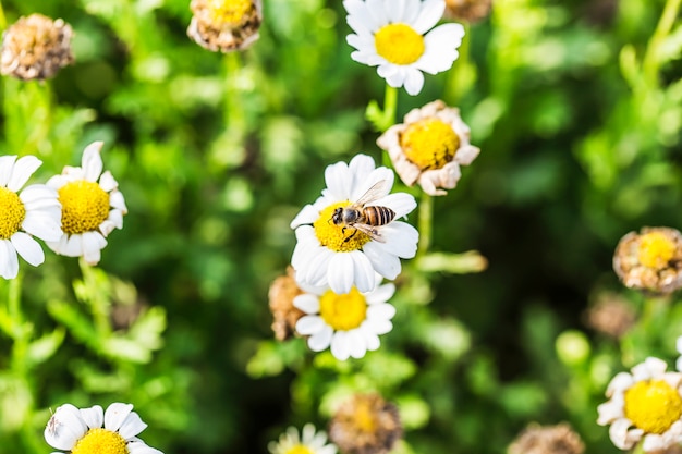 Chrysant