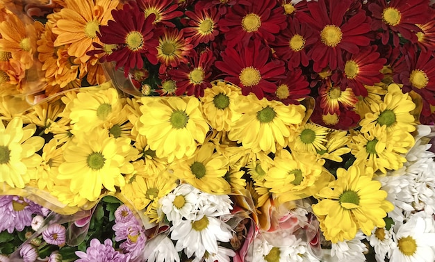 Chrysanten bloeien seizoen. Veel chrysantenbloemen groeien in potten te koop in de bloemenwinkel