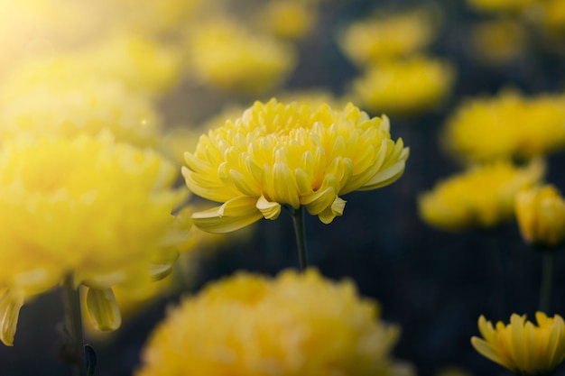 Chrysanten bloeien vintage toon