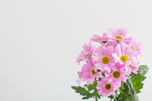 Chrysanten bloemen in boeket op witte achtergrond