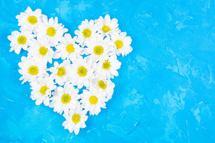 Foto chrysanten op blauwe achtergrond