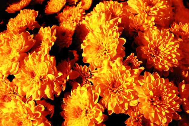 Chrysanten van geeloranje rode kleur in een boeket Close-uptextuur Wenskaart voor bruiloft of verjaardag Herfstbloemen uit de familie Asteraceae of Dendranthema Zwart vignet