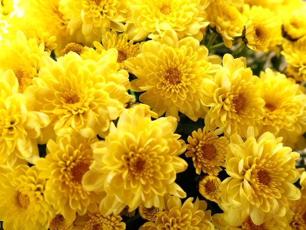 Chrysanten van gele kleur in een boeket Close-up Wenskaart voor bruiloft of verjaardag Herfstbloemen uit de familie Asteraceae of Dendranthema Bloemtextuur Hoge kwaliteit foto