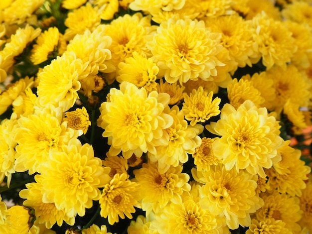 Chrysanten van gele kleur in een boeket Herfstbloemen uit de familie Asteraceae of Dendranthe