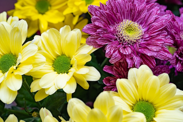 Chrysanten van verschillende kleuren, mooi en helder.