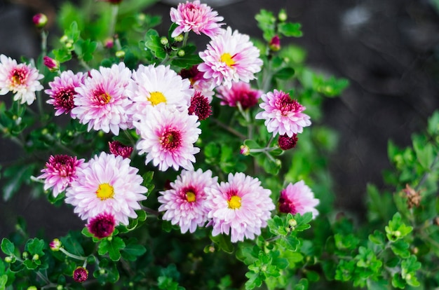 Chrysanten worden nu meestal geteeld als decoratieve planten