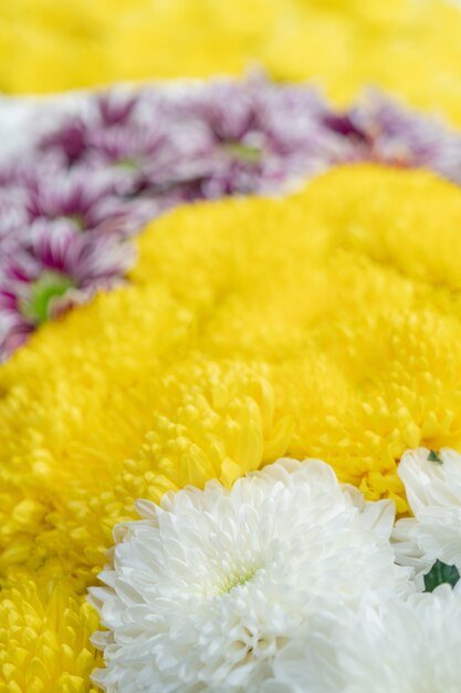 Chrysanten zijn bloeiende planten van het geslacht Chrysanthemum in de familie Asteraceae.