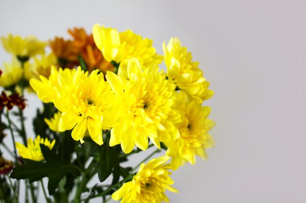 Chrysantenboeket op de lichte zachte achtergrond