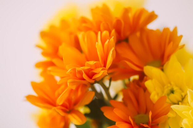 Chrysantenboeket op de lichte zachte achtergrond