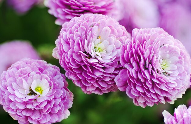 Chrysantenmacro