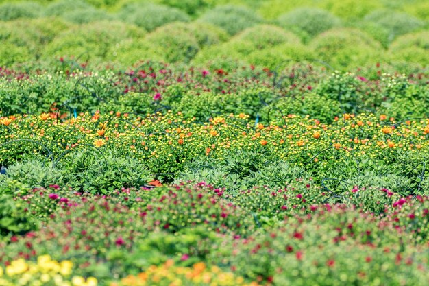 Chrysantenmoeders op het veld, chrysantenplanten