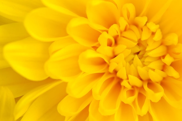 Foto chrysanthemum achtergrond gemaakt van gele bloemen close upxa