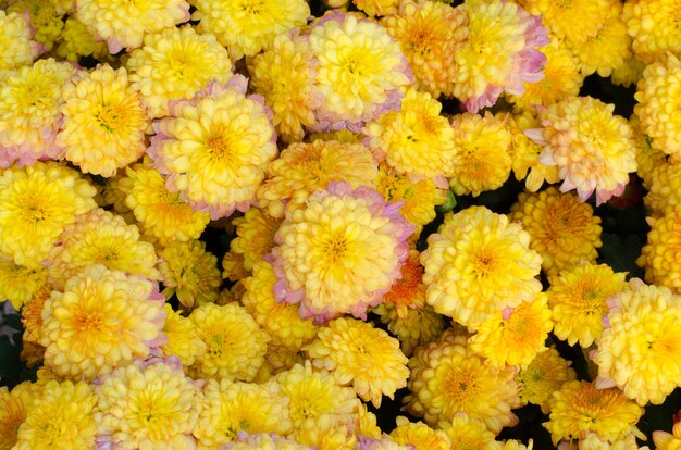 chrysanthemum achtergrond