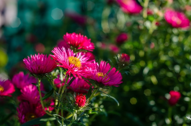 Chrysanthemum. Autumn flowers