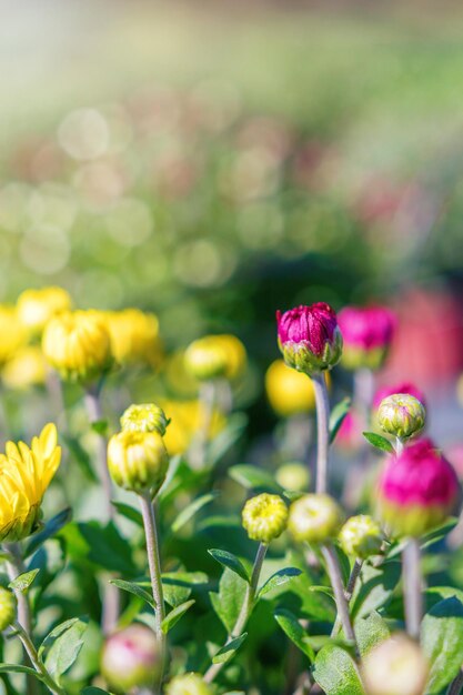 Chrysanthemum in Autumn Garden Flowers and Buds