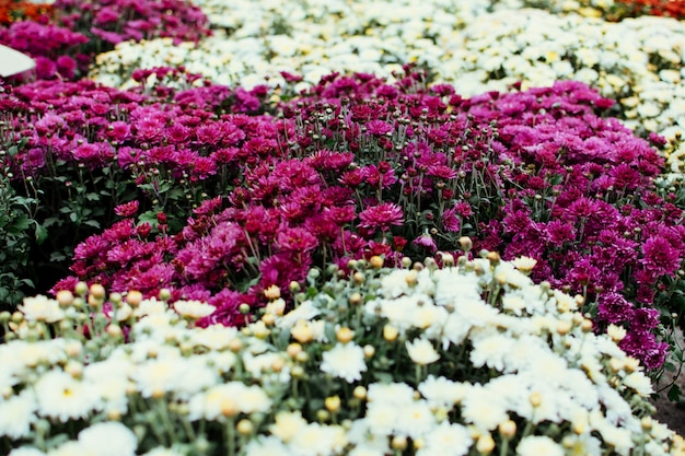 菊の背景、市場で鉢植えの花植物