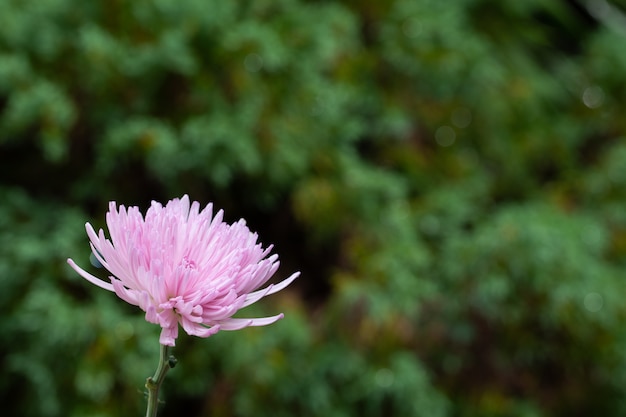 Foto chrysanthemum bloem macro