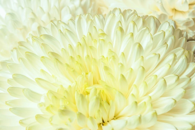 Chrysanthemum bloemblaadjes