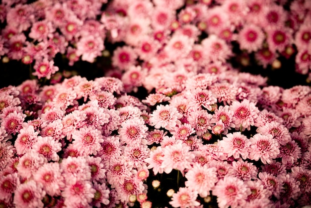 chrysanthemum bloemen bloeien