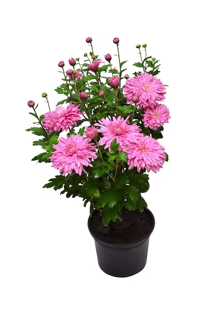 Chrysanthemum bloemen roze herfst in pot geïsoleerd op een witte achtergrond Grade Victoria Flat lag bovenaanzicht