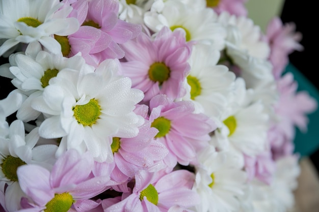 Chrysanthemum boeket bloemen Mooie herfst roze en witte chrysanten Ansichtkaart groeten Banner Lentebloemen van verschillende kleuren Bovenaanzicht