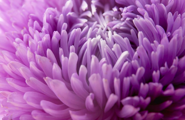 Chrysanthemum bud closeup